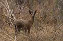 110 Zuid-Afrika, Sabi Sand Game Reserve, duiker